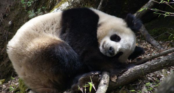 Panda liegt in der Natur und schläft.