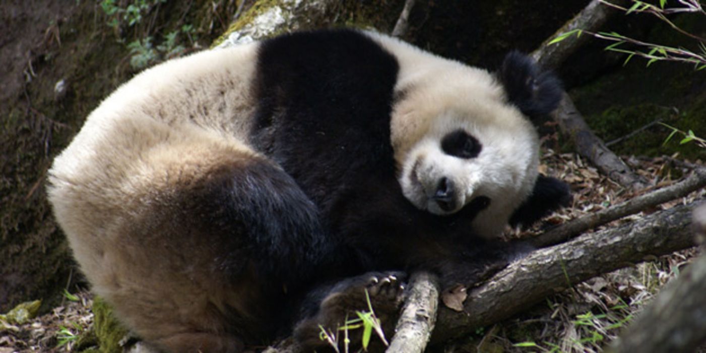 Panda liegt in der Natur und schläft.