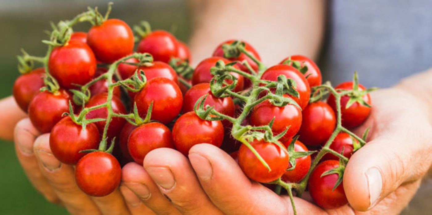 Tomaten könnten vor hellem Hautkrebs schützen.