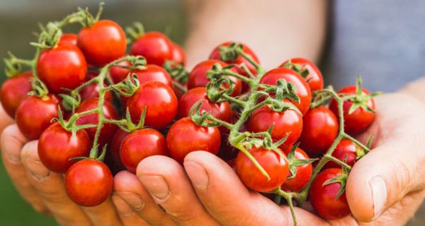 Tomaten könnten vor hellem Hautkrebs schützen.