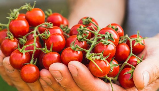 Tomaten können einen Gicht-Anfall auslösen.