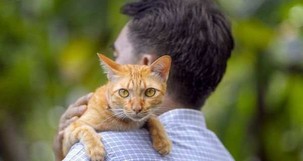 Katze, sitzt auf der Schulter eines Mannes.