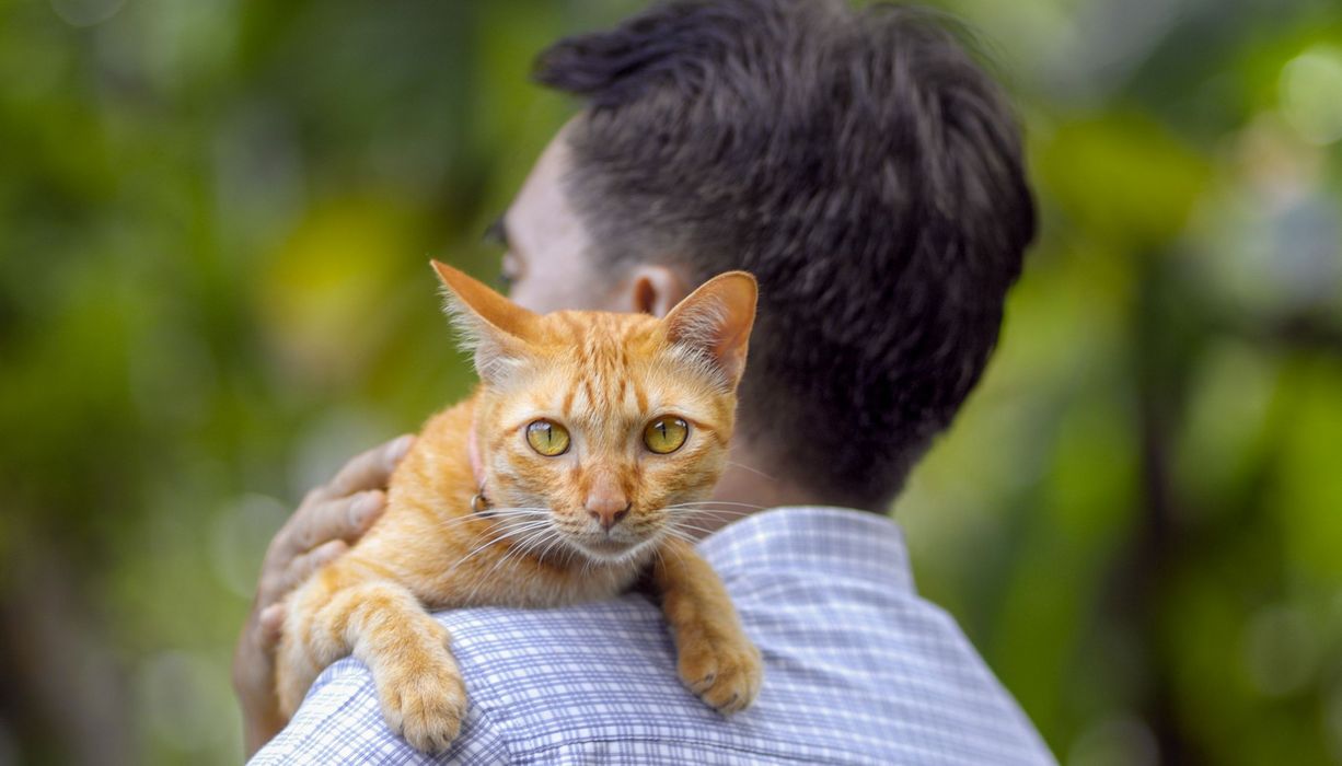 Katze, sitzt auf der Schulter eines Mannes.
