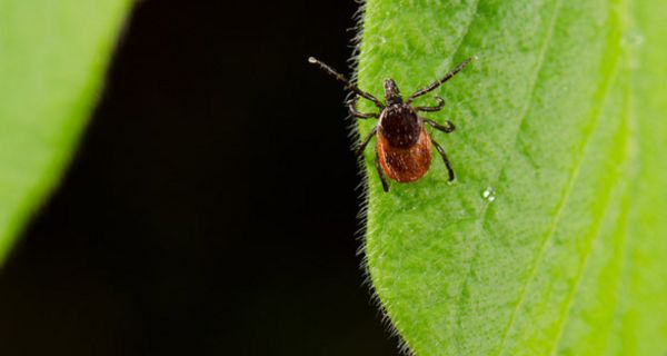 Borreliose-Bakterien können eine Therapie mit Antibiotika überleben.