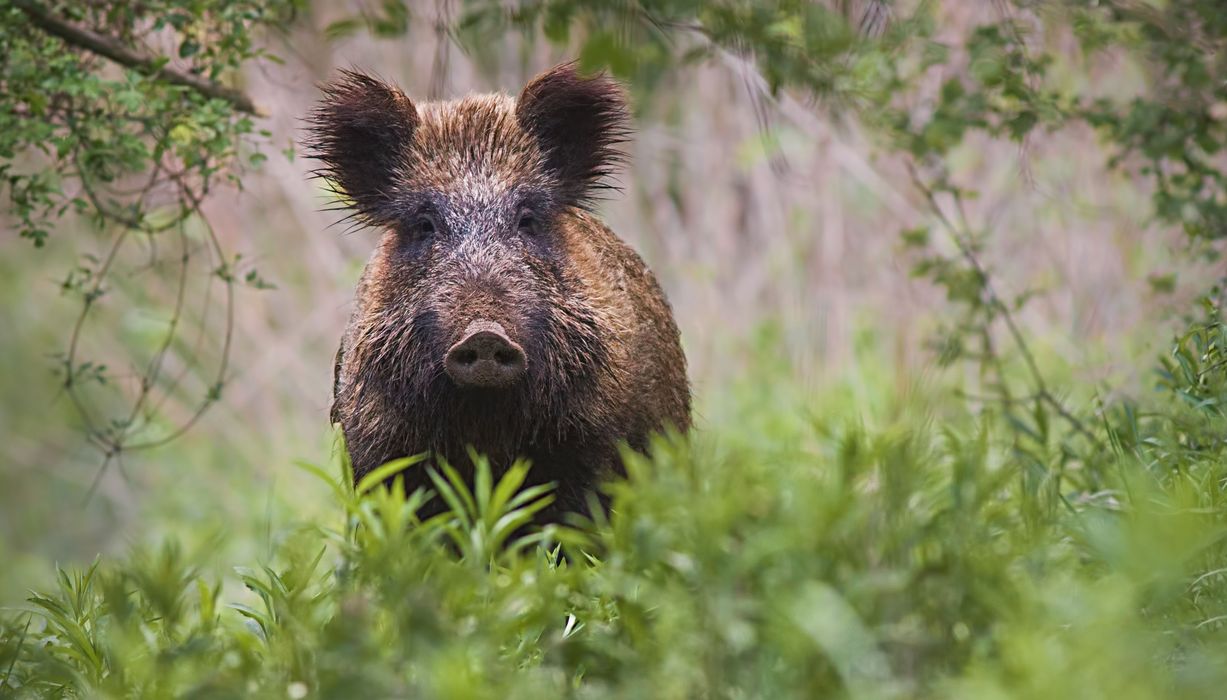 Wildschwein steht im Wald und schaut.