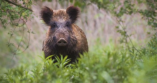 Wildschwein steht im Wald und schaut.