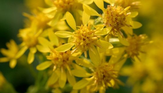 Gelb blühende Blüten der Goldrute