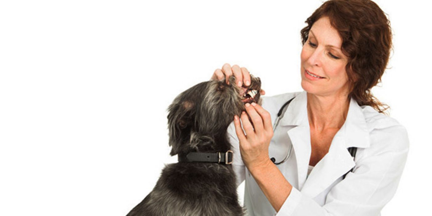 Experten empfehlen, bei Haustieren wie Hunden und Katzen auf die Zahnpflege zu achten.