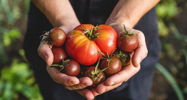 Frau, hält Tomaten in ihrer Hand.
