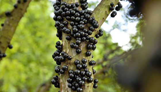 Jabotica-Beeren an einem Strauch. 