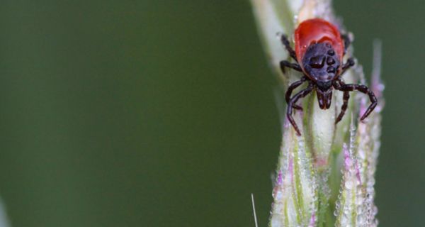 Zecke auf Blatt