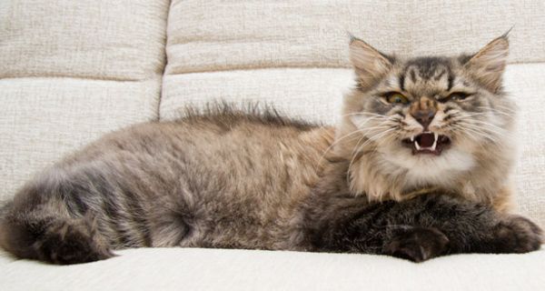 Braungemusterte Perserkatze ausgestreckt auf heller Couch, in die Kamera fauchend