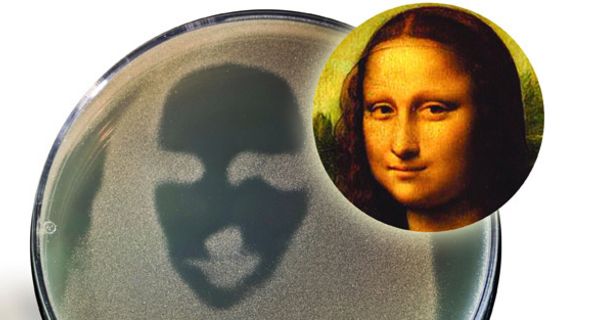 Petrischale mit einem Bakterienrasen, auf dem man die Mona Lisa erkennt; daneben ein Abbild des Originalgemäldes
