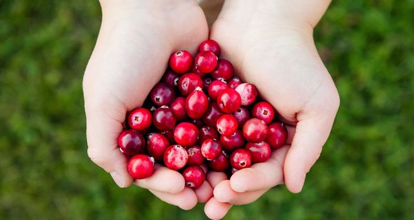 Kind, hält zwei Hände voll mit Cranberries in die Kamera.