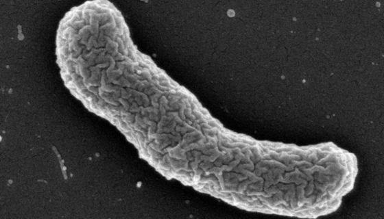 Elektronenmikroskopische Aufnahme des Teixobactin-Produzenten Elefhtheria terrae