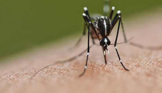 Durch den Stich der Asiatischen Tigermücke können Tropenkrankheiten übertragen werden.