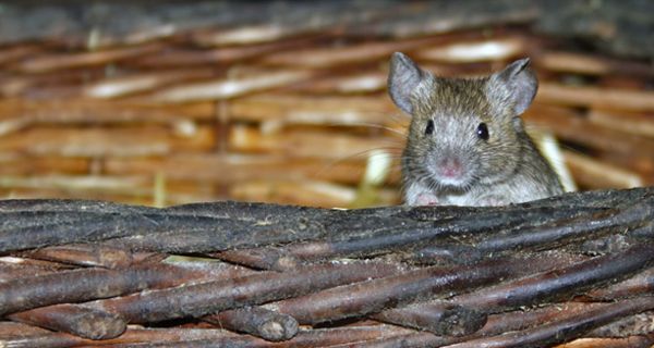 Ratte schaut über Weidenkorb.