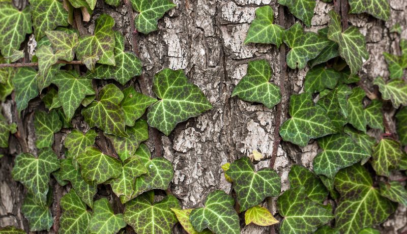 Efeuranken auf Baumstamm