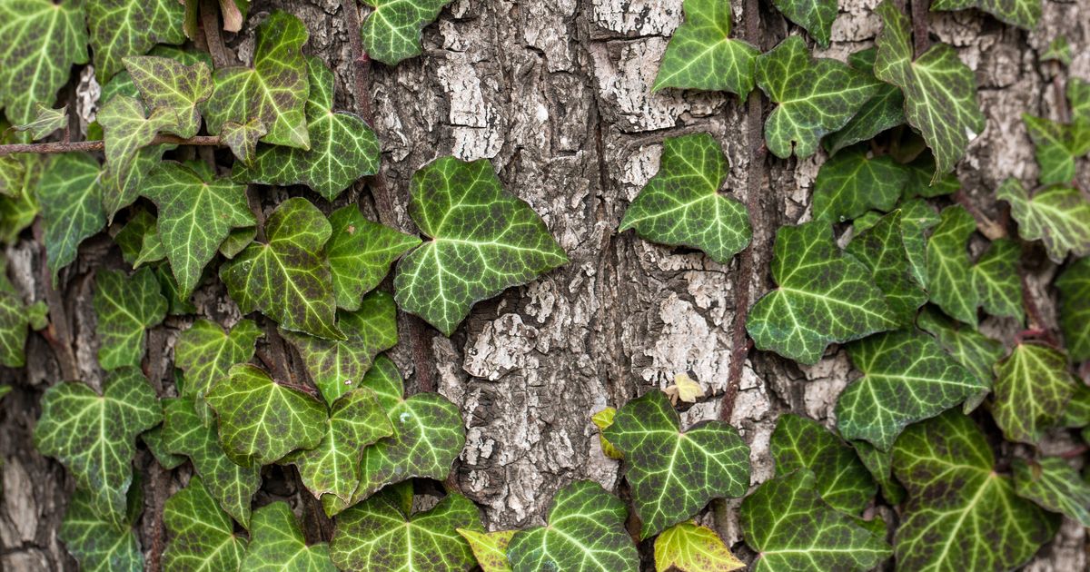 Efeu bei akutem Husten: Was der pflanzliche Hustensaft bringt | aponet.de