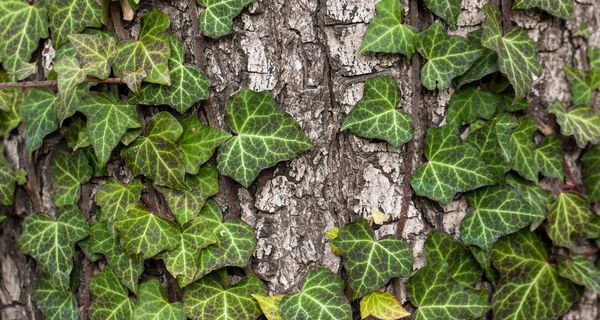 Efeuranken auf Baumstamm