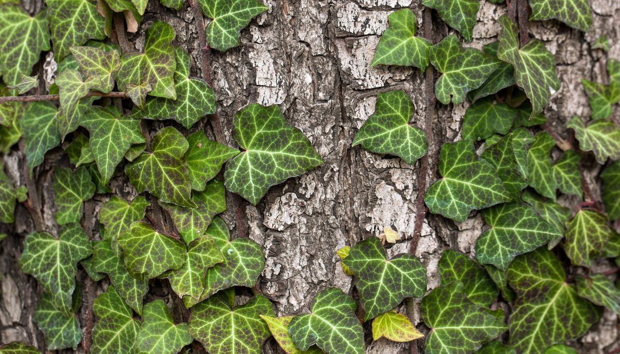 Efeuranken auf Baumstamm