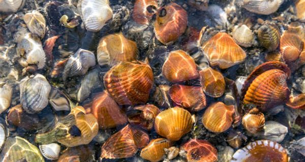 Eine Muscheltherapie könnte bei Krebs künftig zum Einsatz kommen.