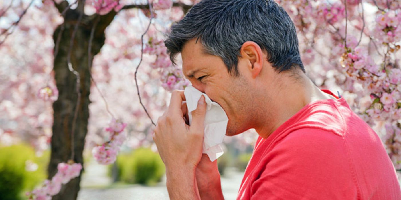 Gegen lästige Allergiesymptome wie beim Heuschnupfen kann man das Immunsystem trainieren.