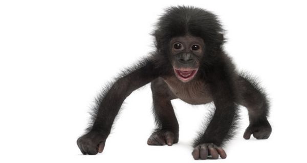 Bonobo-Baby läuft auf allen vieren