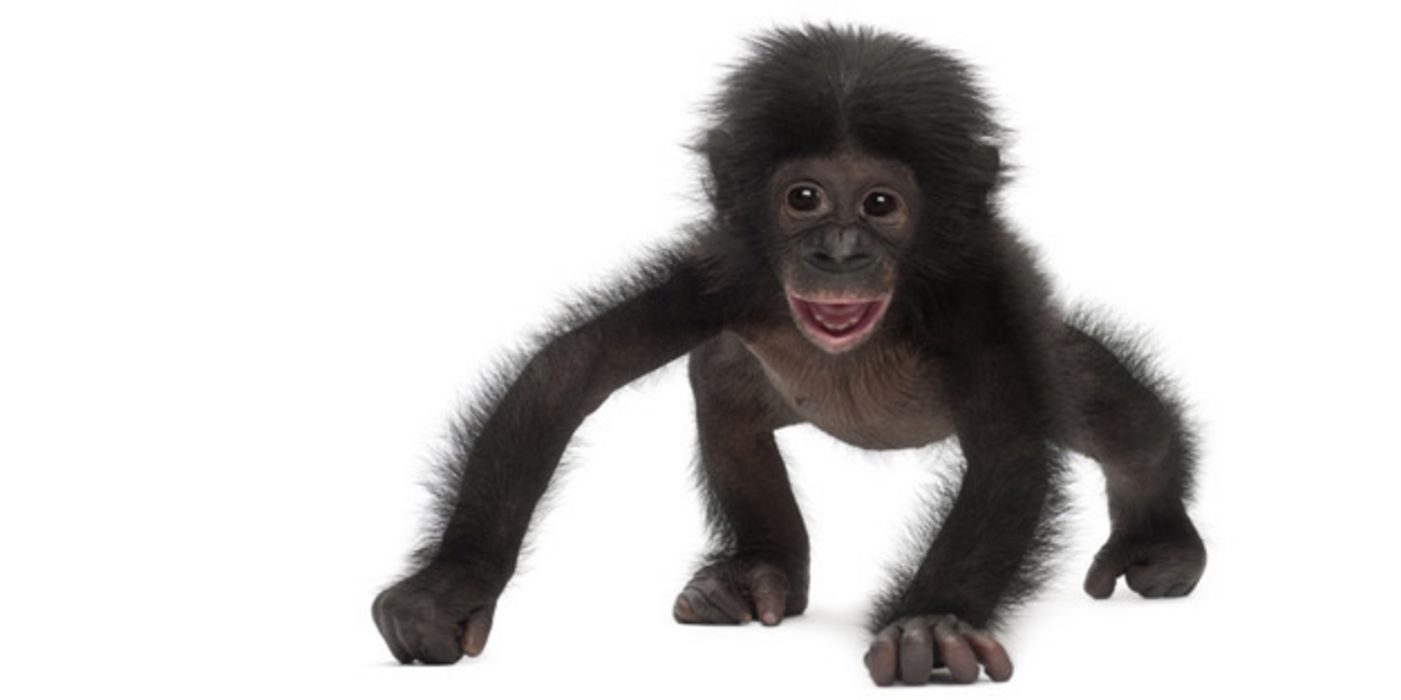 Bonobo-Baby läuft auf allen vieren