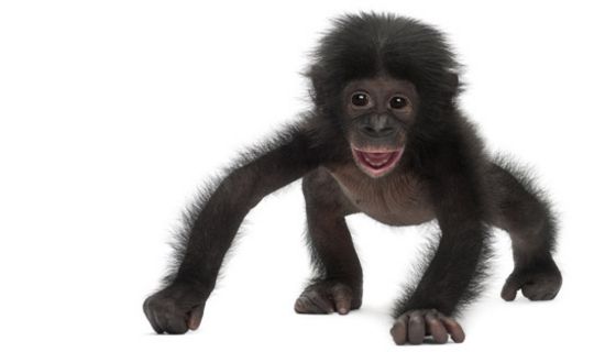Bonobo-Baby läuft auf allen vieren