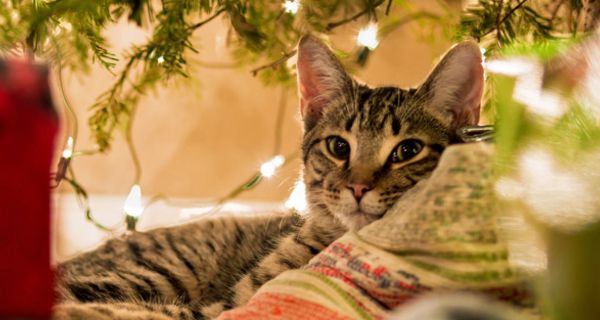 Tierschützer geben Tipps für eine tierfreundliche Adventszeit.