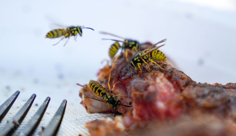 Mehrere Wespen auf einem Stück Grillfleisch