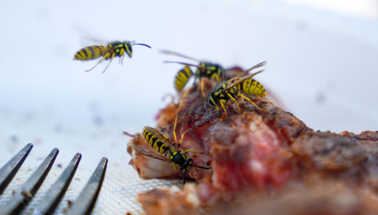 Mehrere Wespen auf einem Stück Grillfleisch