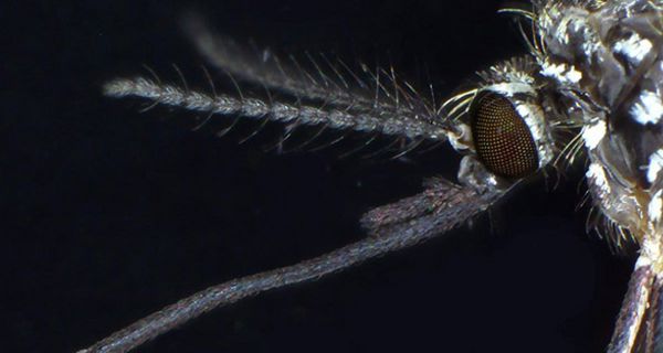 Kopf und Fühler Asiatische Buschmücke Makroaufnahme