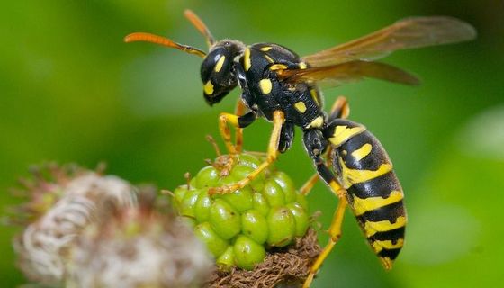 Eine Insektengiftallergie kann heftige Reaktionen hervorrufen.