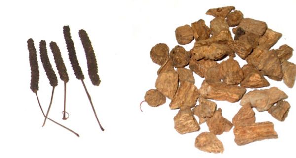 Samen von Kap-Pfeffer und Wurzelteile der Riesenkugeldistel