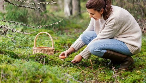 Eine Frau sitzt im Wald vor einem Pilz in der Hocke und schneidet diesen ab.