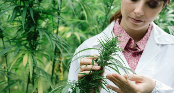 Cannabis darf künftig auf Rezept in der Apotheke abgegeben werden.