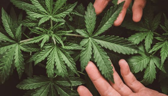 Marihuana könnte sich negativ auf das Herz-Kreislauf-System auswirken.