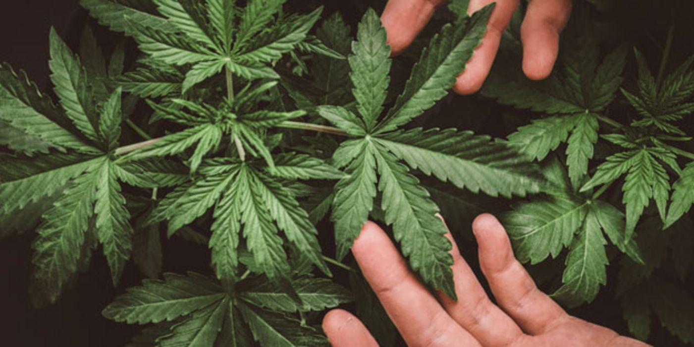 Erhoht Cannabis Das Risiko Fur Herzprobleme Aponet De