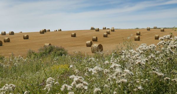 Abgeerntetes Feld im Sommer mit Strohballen und trockener Wiese am Rand