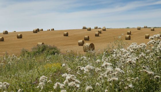 Abgeerntetes Feld im Sommer mit Strohballen und trockener Wiese am Rand