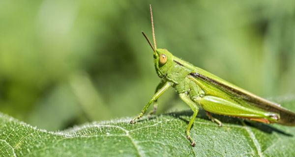 Grüne Heuschrecke auf Blatt