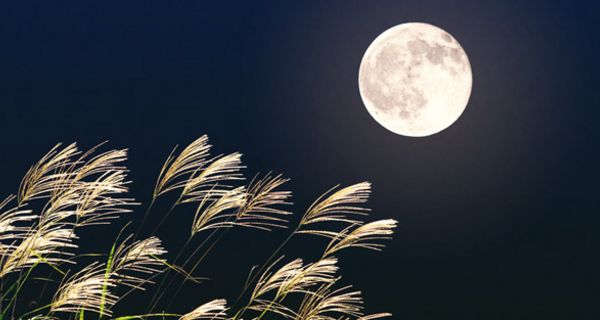 Vollmond über Schilfpflanzen