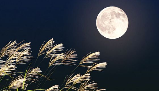 Vollmond über Schilfpflanzen