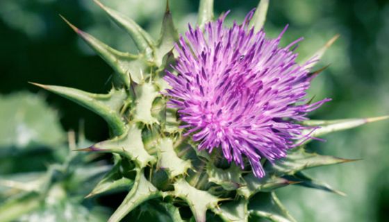 Blüte Mariendistel