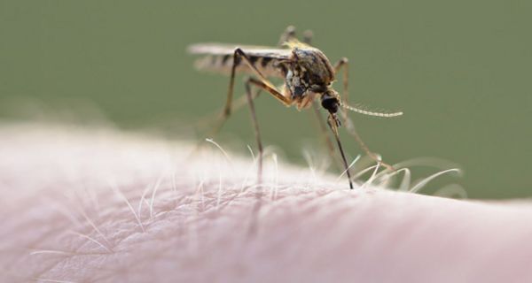 Malariamücke auf Körperteil