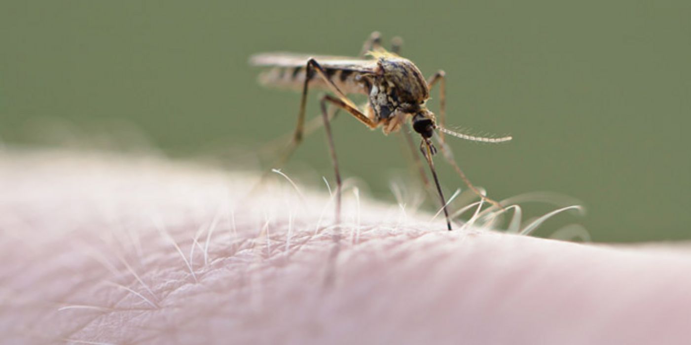Malariamücke auf Körperteil