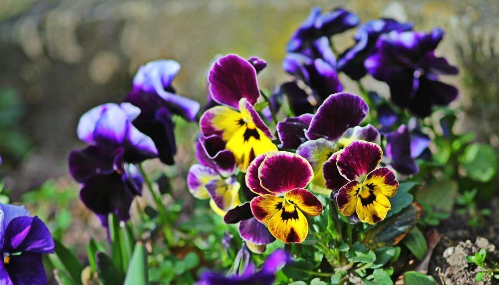 Wildes Stiefmütterchen Gartenblume für die Haut