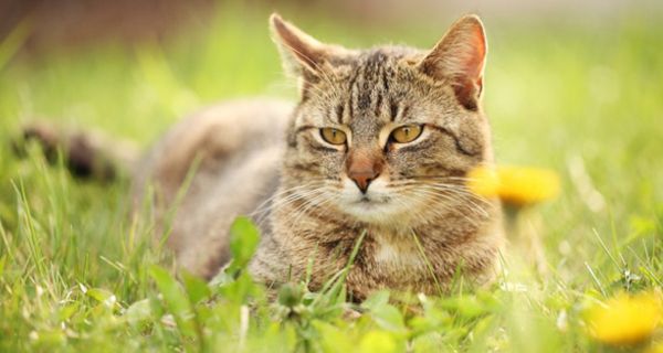 Braune Katze liegt im Gras 